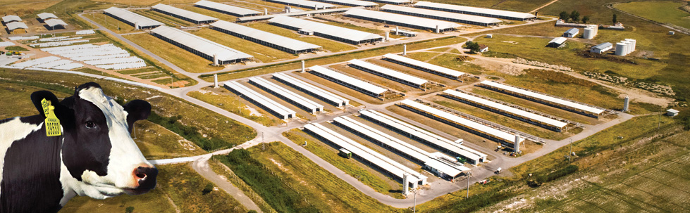 AtaSancak Acıpayam Dairy Farm