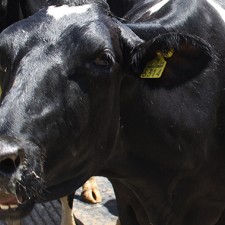 Milking Barns and Parlor