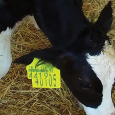 Calf and Pregnant Heifer Center